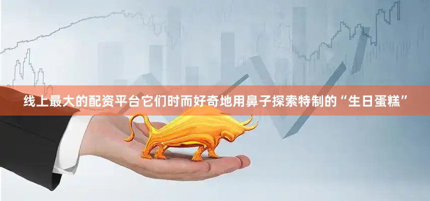 线上最大的配资平台它们时而好奇地用鼻子探索特制的“生日蛋糕”